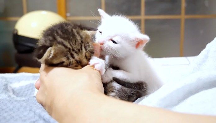膝の上で暴れる子猫達