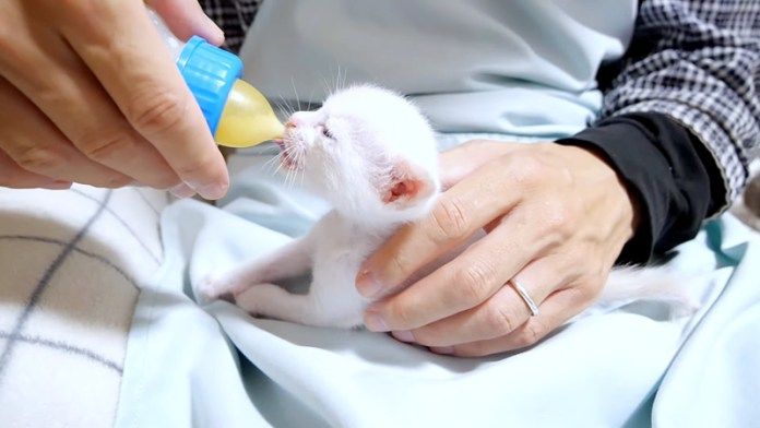 ミルクを飲む子猫