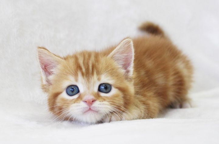 猫との暮らし、出費はどのくらい？