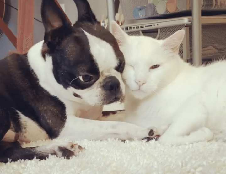 毛づくろいして欲しいワンコ、しつこく猫に催促(笑)