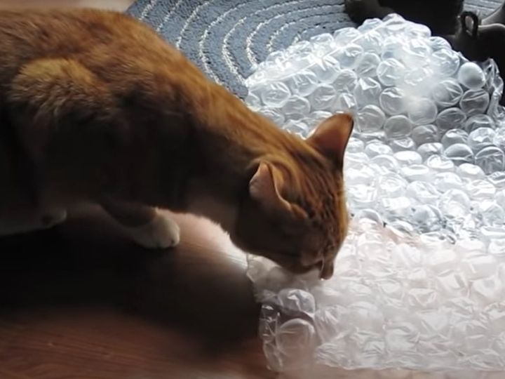 緩衝材に大ハマリ！？