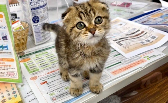 ペットショップで出会った子猫