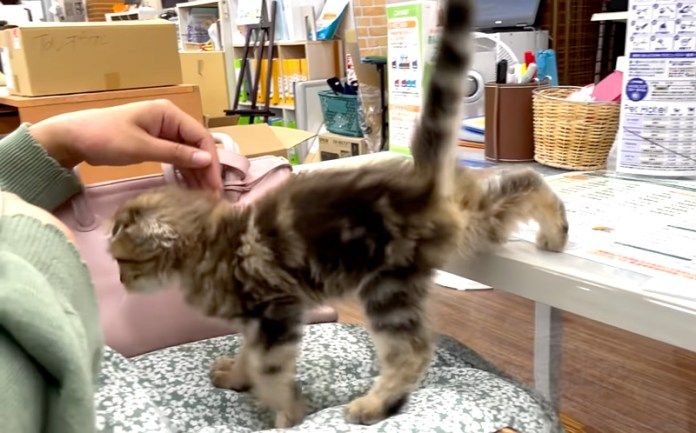 ペットショップで出会った子猫