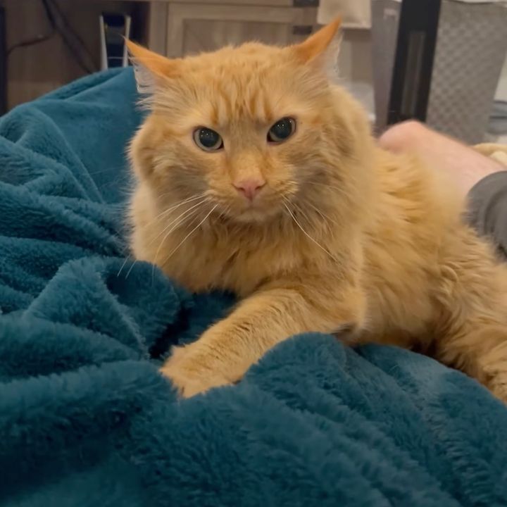 手を開き毛布コネコネし続ける猫、イカ耳フェイスでカメラを睨む