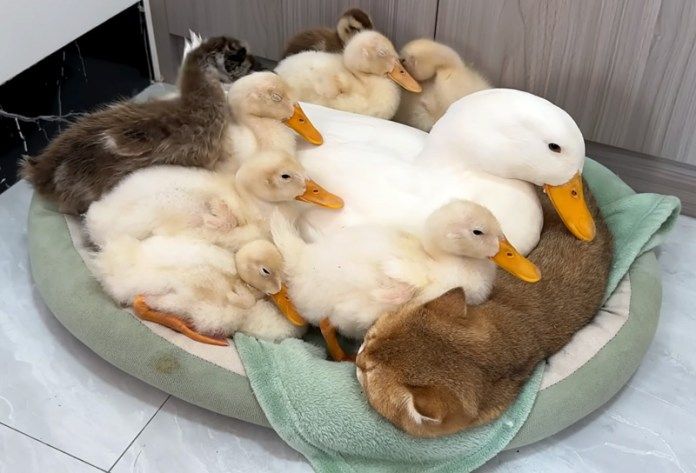 アヒルの親子と子猫