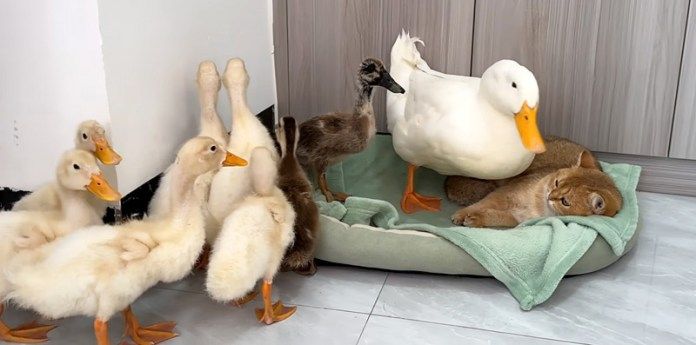アヒルの親子と子猫