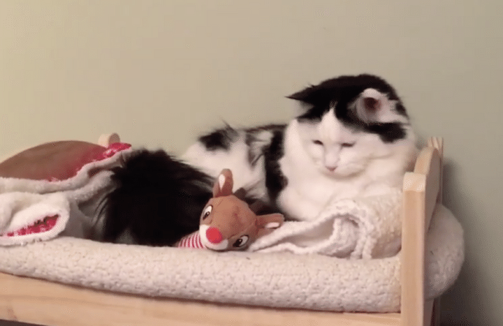 猫「自分のベッドでちゃんと寝るの〜。」毛布を使って寝る姿が可愛いすぎる。