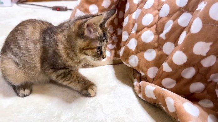 こたつが気になる子猫