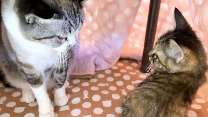 こたつに入る子猫と先住猫