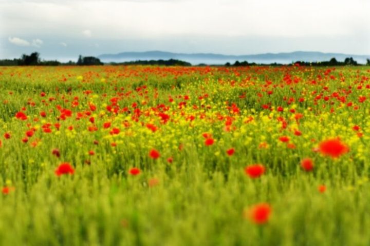 あなたの潜在能力がわかる心理テスト 花畑