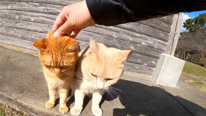一緒に撫でられる猫達