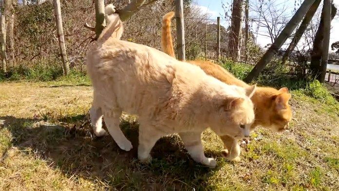 一緒に歩く猫達