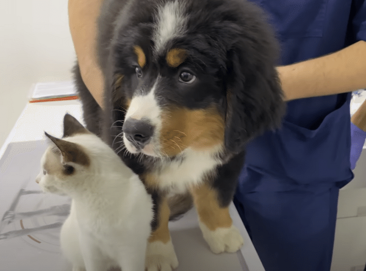 初めて病院にいく子犬さん。ちょっと怖いでも友達の猫がいればへっちゃら！