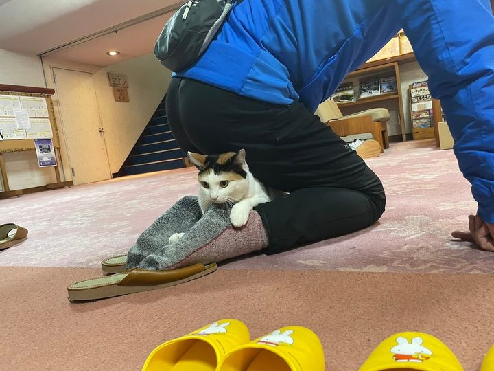 お客さんの踵（かかと）を温める看板猫の三毛猫きなこちゃん