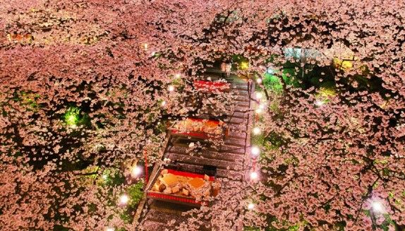 キレイな夜桜イメージ画像