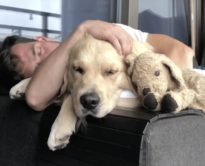 「大好き」に囲まれて幸せなお昼寝をするゴールデンレトリバー。