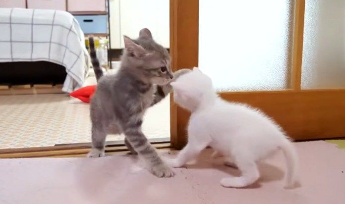 戦いを挑む子猫