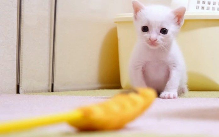 遊び方が分からない子猫