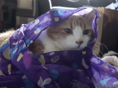 何色でも似合うにゃ♪ 洋服選びに付き合う猫さん。