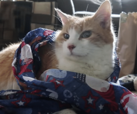 何色でも似合うにゃ♪ 洋服選びに付き合う猫さん。