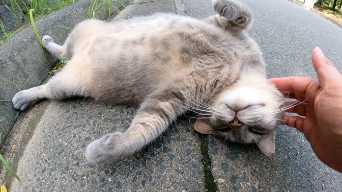 頭を撫でられる猫