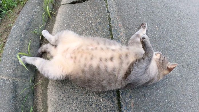 無防備に寝転がる猫