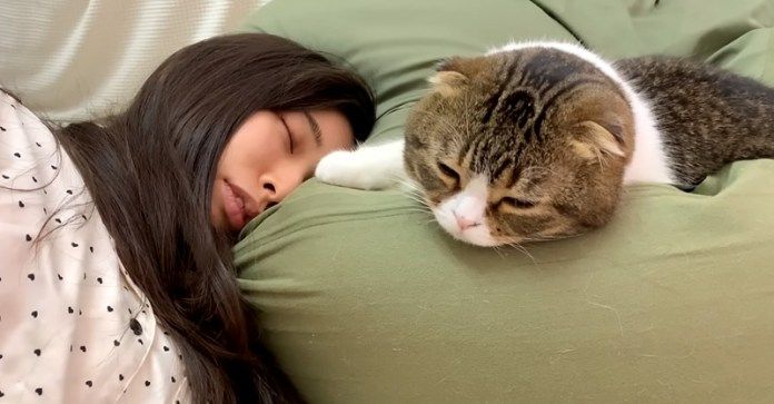 ママと一緒に眠る猫