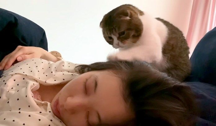 ママを起こす猫