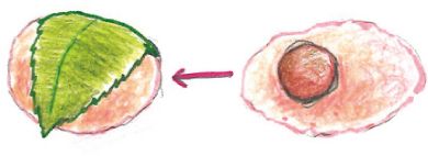 実は違う！ 関東風と関西風、ひなまつりの桜餅くらべ【中川政七商店とつくる、季節のしつらい。】の画像3