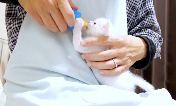 ミルクを飲む子猫