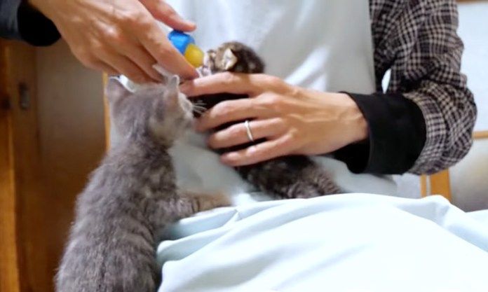 ミルクを飲む子猫