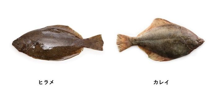 ヒラメ（左に目）カレイ（右に目）画像