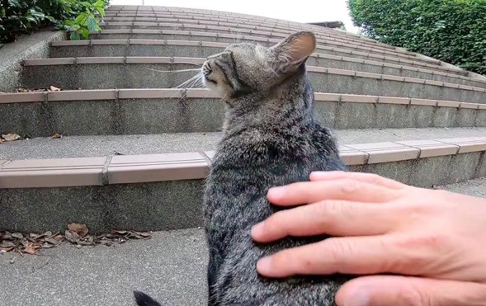 撫でられる猫