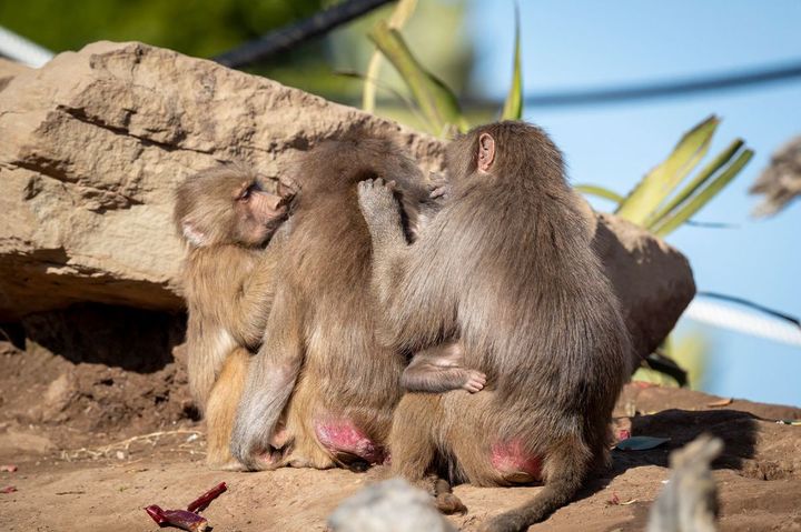 ハマドリアヒヒ