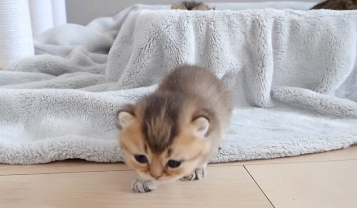 お産箱の外に出た子猫