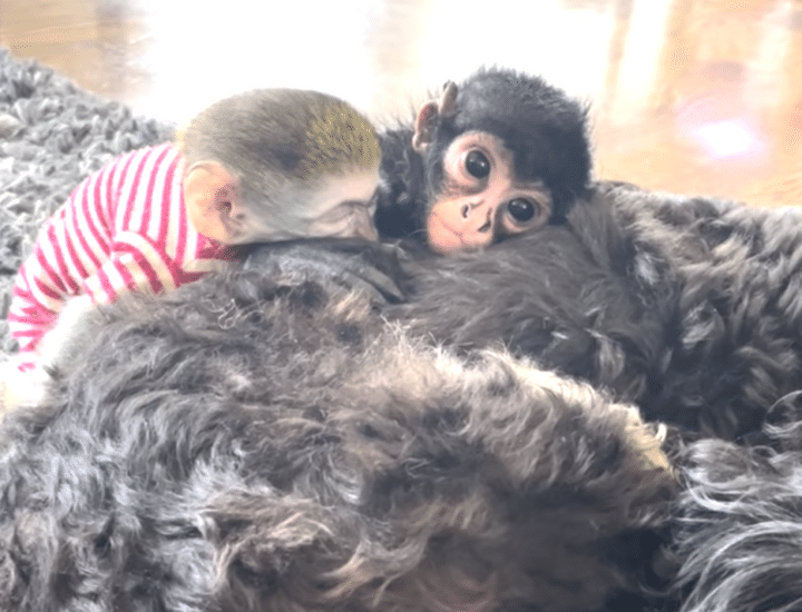 気持ちよさそうに寝ている子ザル、ふかふか毛布を使っていると思ったら