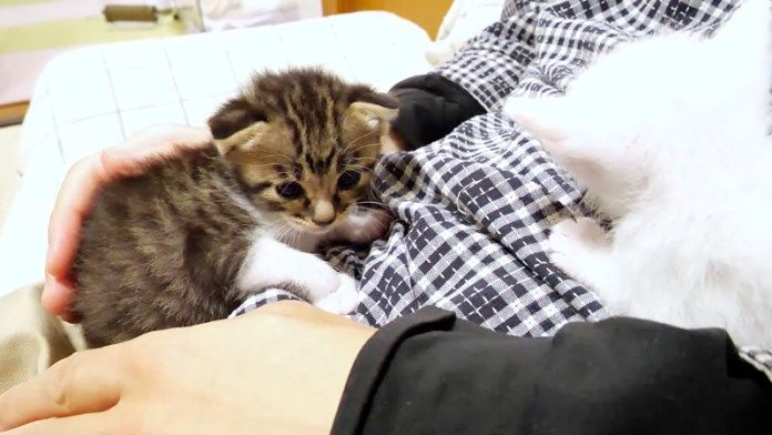 撫でられる子猫