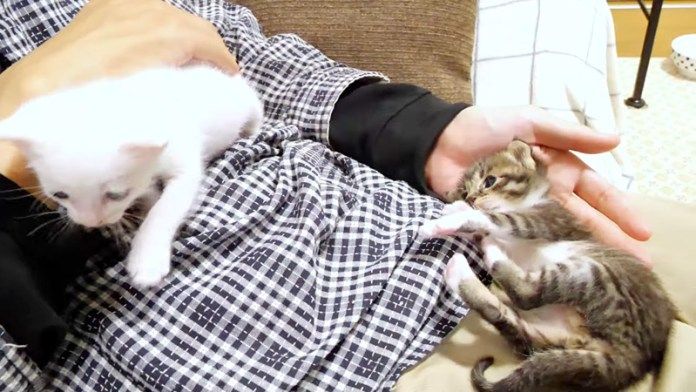 ヤキモチを焼く子猫