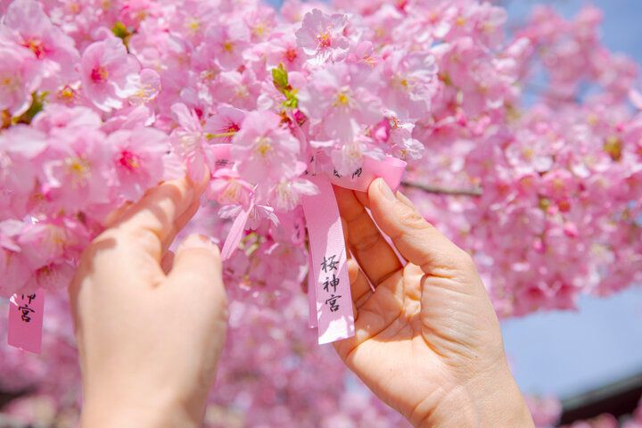 3月上旬が見ごろ♪河津桜やしだれ桜、ソメイヨシノが楽しめる桜新町の神社「桜神宮」