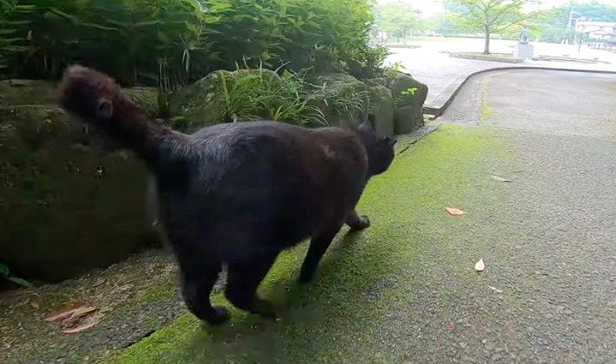 広場に向かう猫