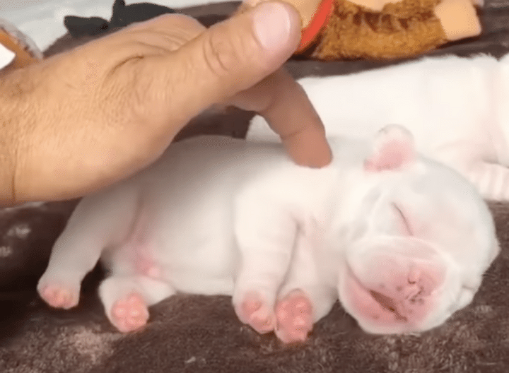 手のひらサイズの小ちゃな子犬！背中を掻いてもらってうっとり♪