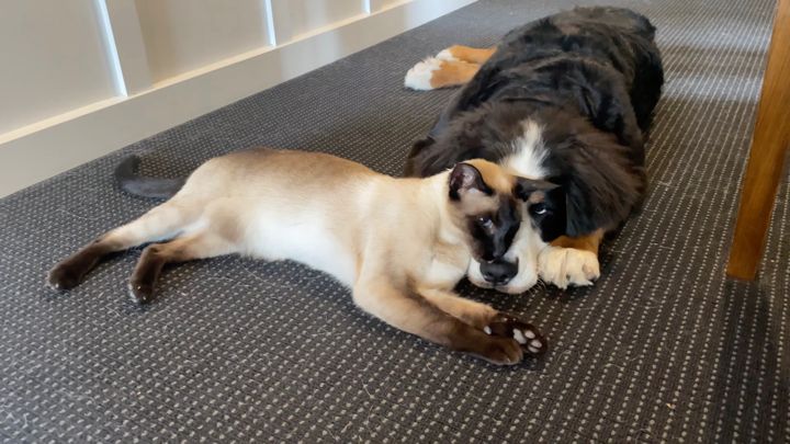 相棒の顔を枕に寛ぐ猫、「我が物顔」を的確に実践