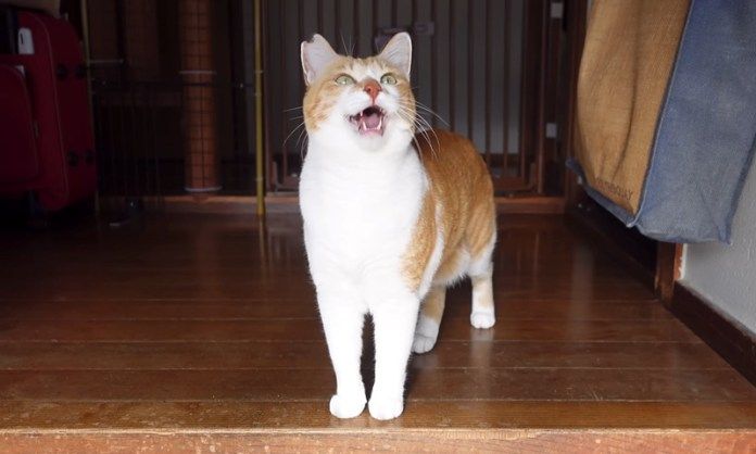 お母さんを探す猫