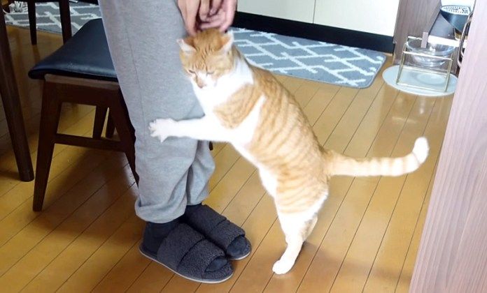 お母さんに抱きつく猫