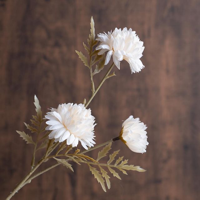 画像1: 出典：ftn_pics