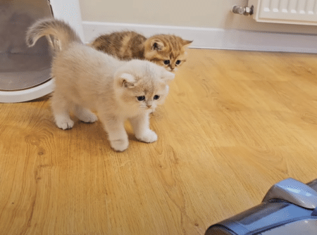 なんにでも興味津々な子猫さん、掃除機はちょっと怖いけどやっぱり気になる！