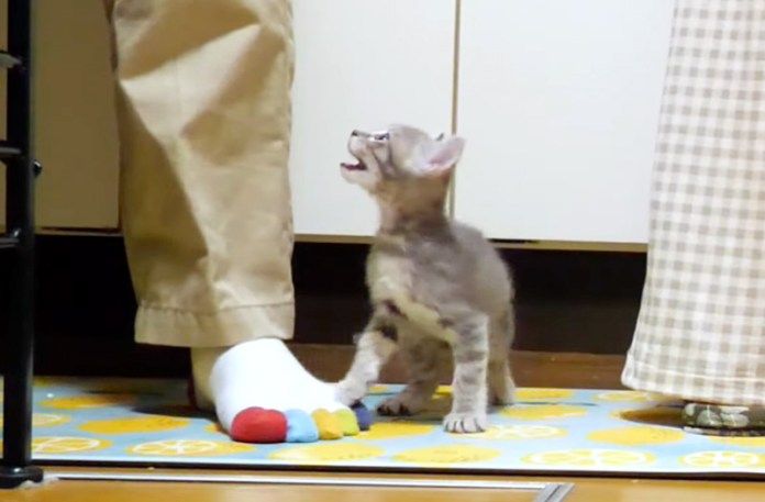 ご飯をおねだりする子猫