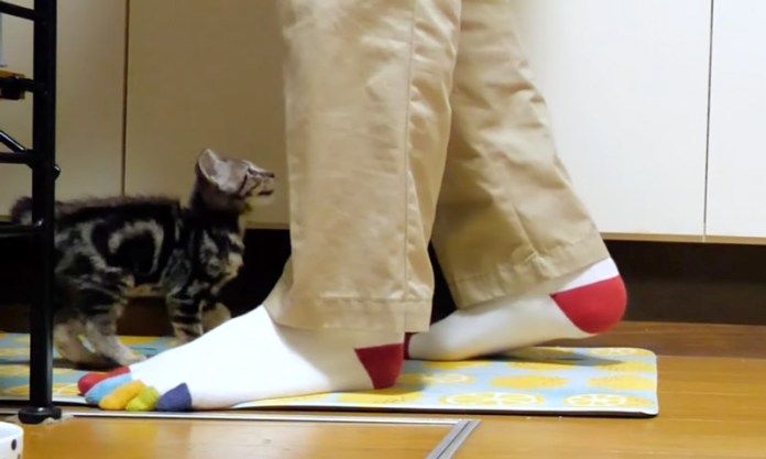 ご飯をおねだりする子猫