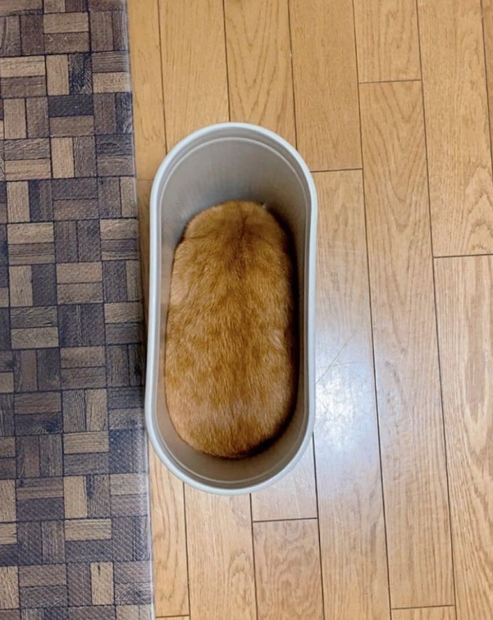 いなり寿司やたわしのように見える、ゴミ箱にシンデレラフィットした茶トラ猫