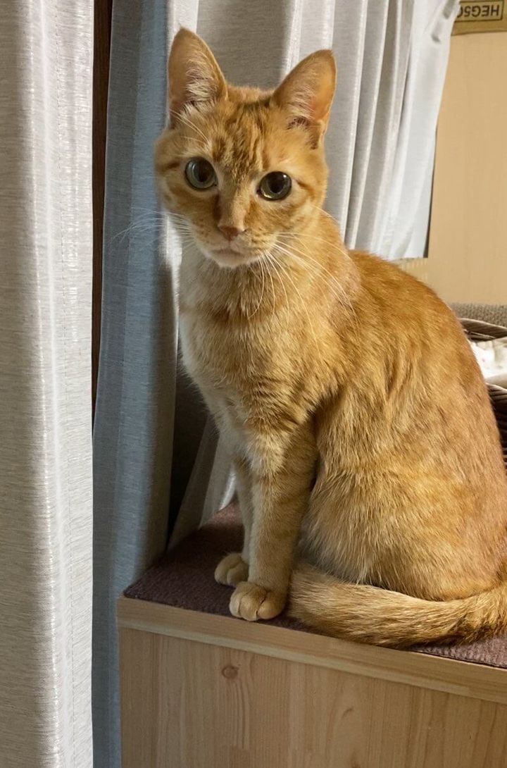 茶トラのつぶちゃん